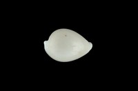 藏品(中華海兔螺)的圖片